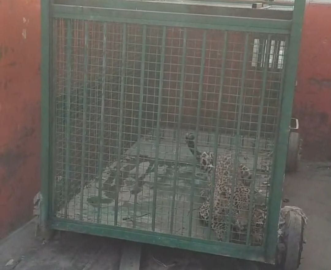 Leopard, which had been keeping sleepless for a month, is caged