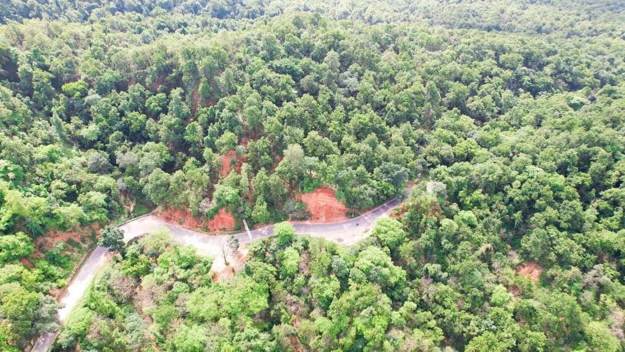 Leopards and elephants are increasing alongside the greenery