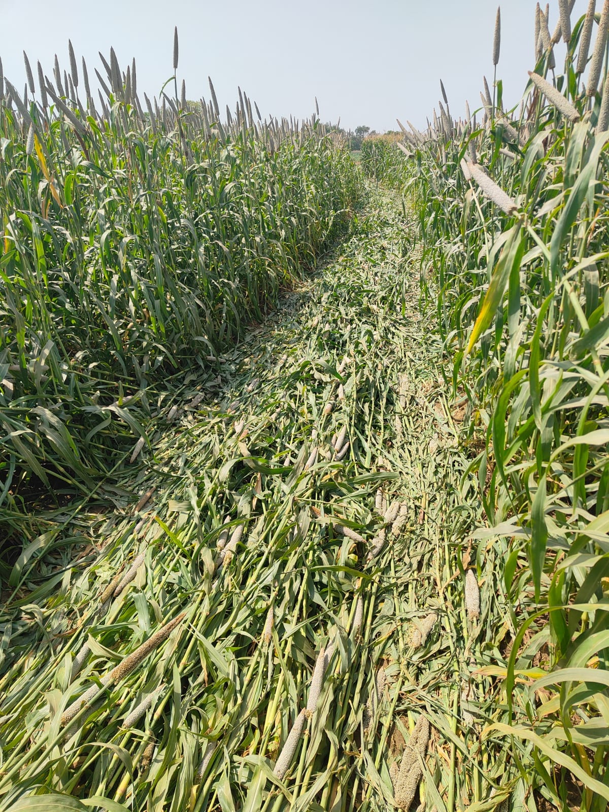 Miners destroyed the pearl millet crop overnight.
