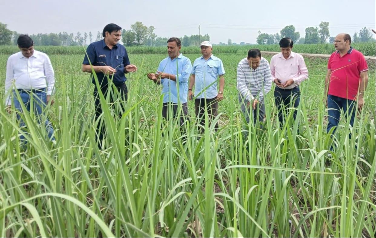 Sugar mill officials visited the fields to address sugarcane crop protection.