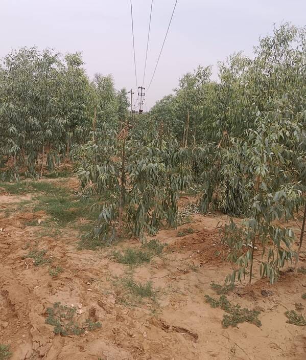 The farmer accused the electricity board officials of cutting down 58 sheesham trees.
