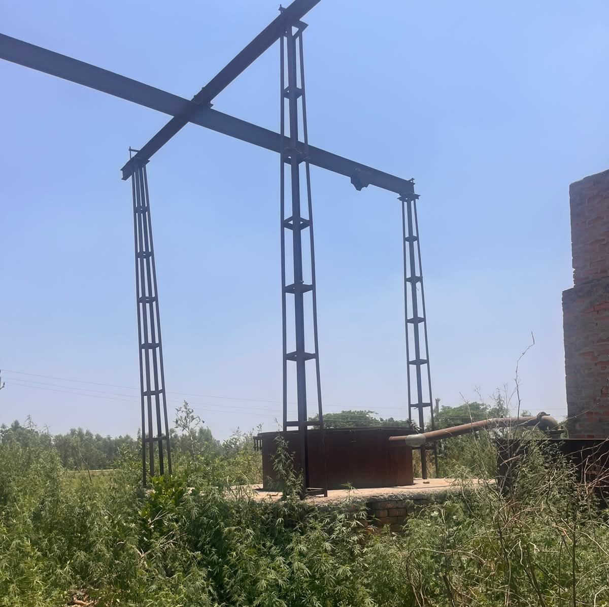 Unsafe mentha plants becoming a death trap