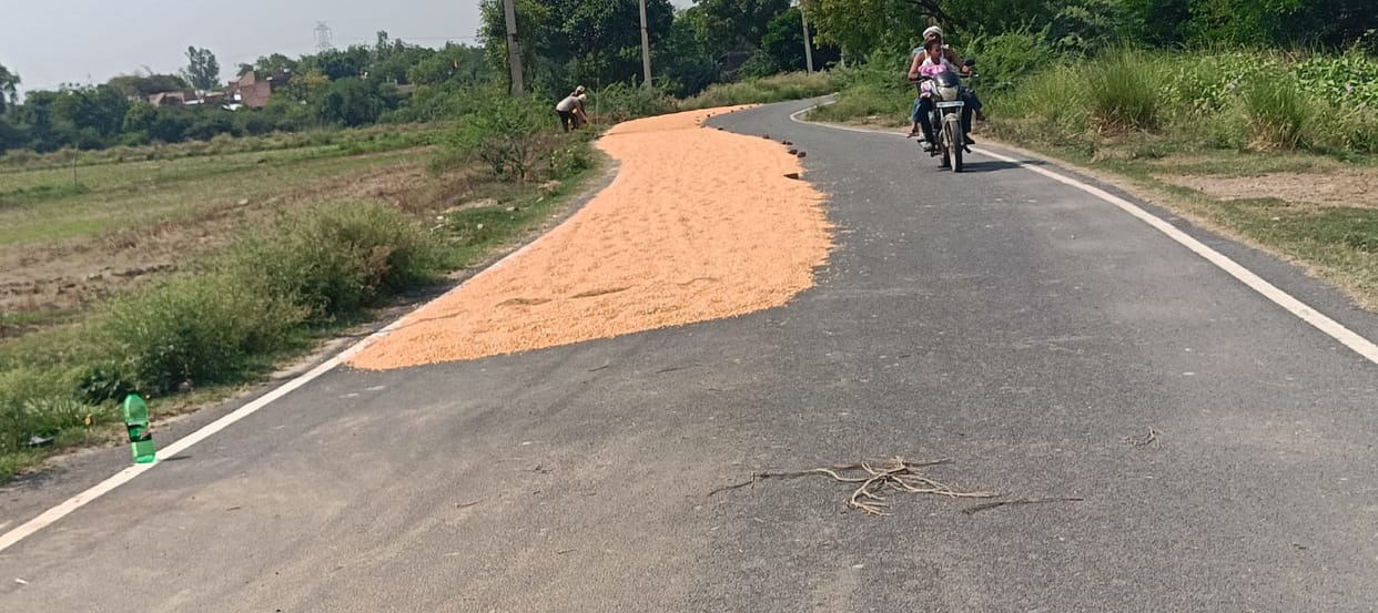 Maize and mung beans are drying on the road, risk of accident