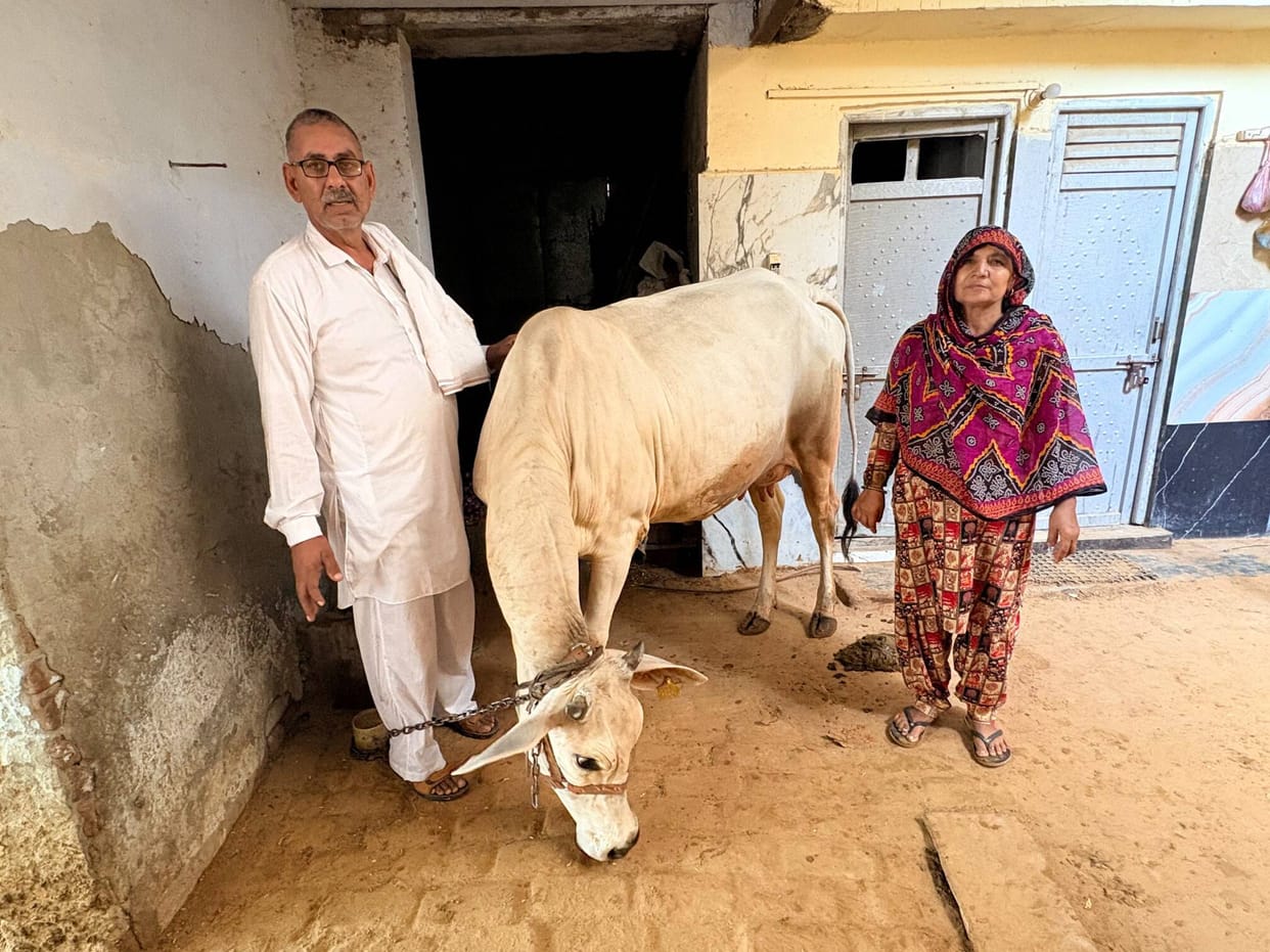 Karan Singh's cow achieved first place by giving 12 kg milk.