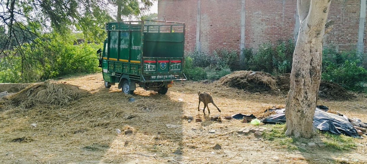 Greenery in the files of the Forest Department, not a single plant is left on the ground
