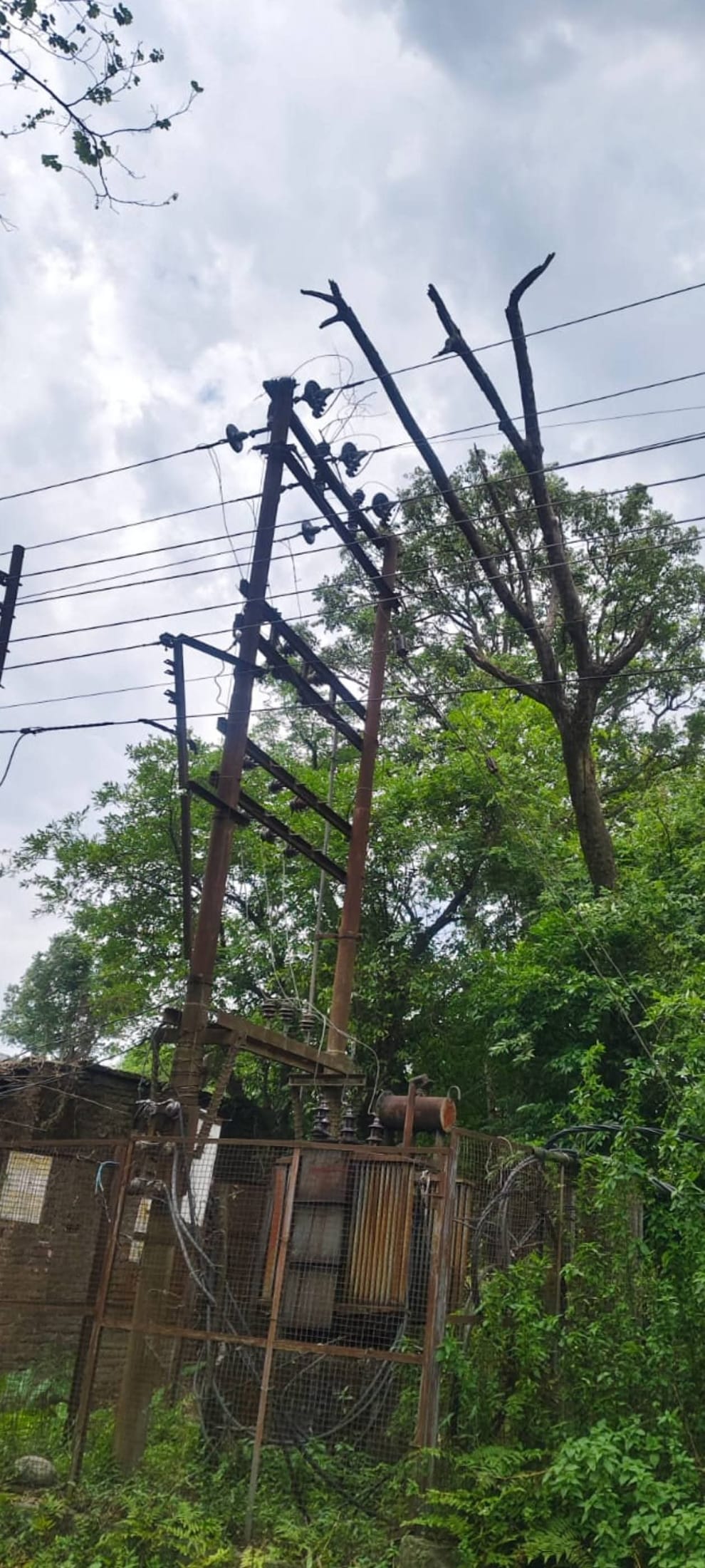 Tree stuck on power lines poses threat