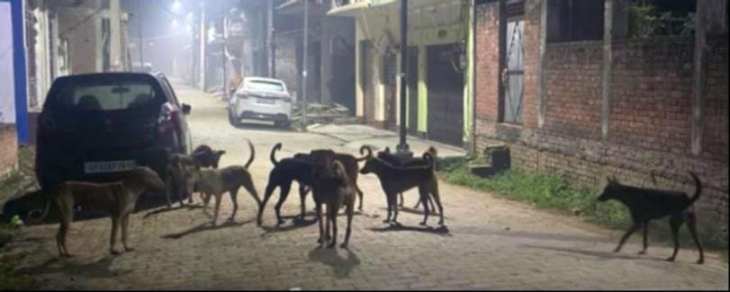 Dog bites 12 people