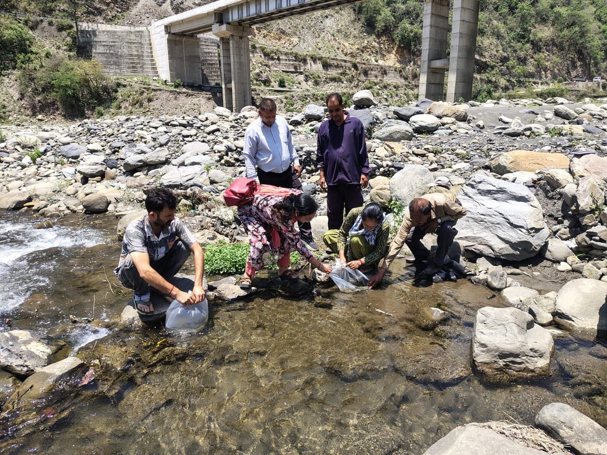 5,000 Mahseer fish seeds released in Uhl River, complete ban on poaching