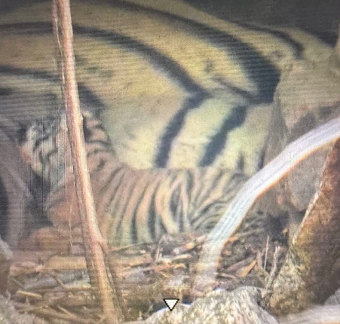 Sawai Madhopur News: Joy in Ranthambore as Tigress Riddhi Becomes Mother for the Third Time, Seen with New Cub