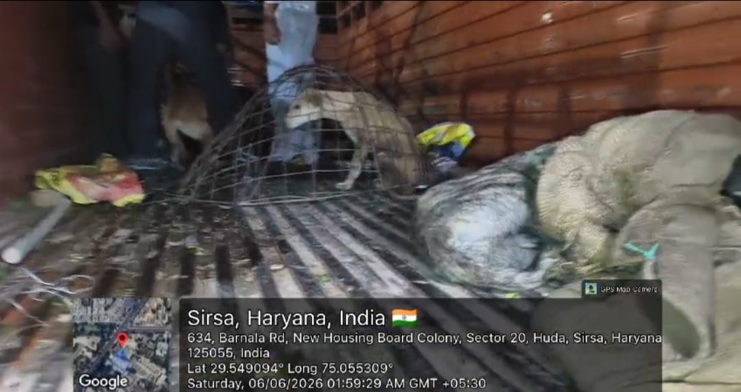 Dogs caught from the Dera area without permission were tied with iron wires and put into a truck, NGO filed a complaint with the police
