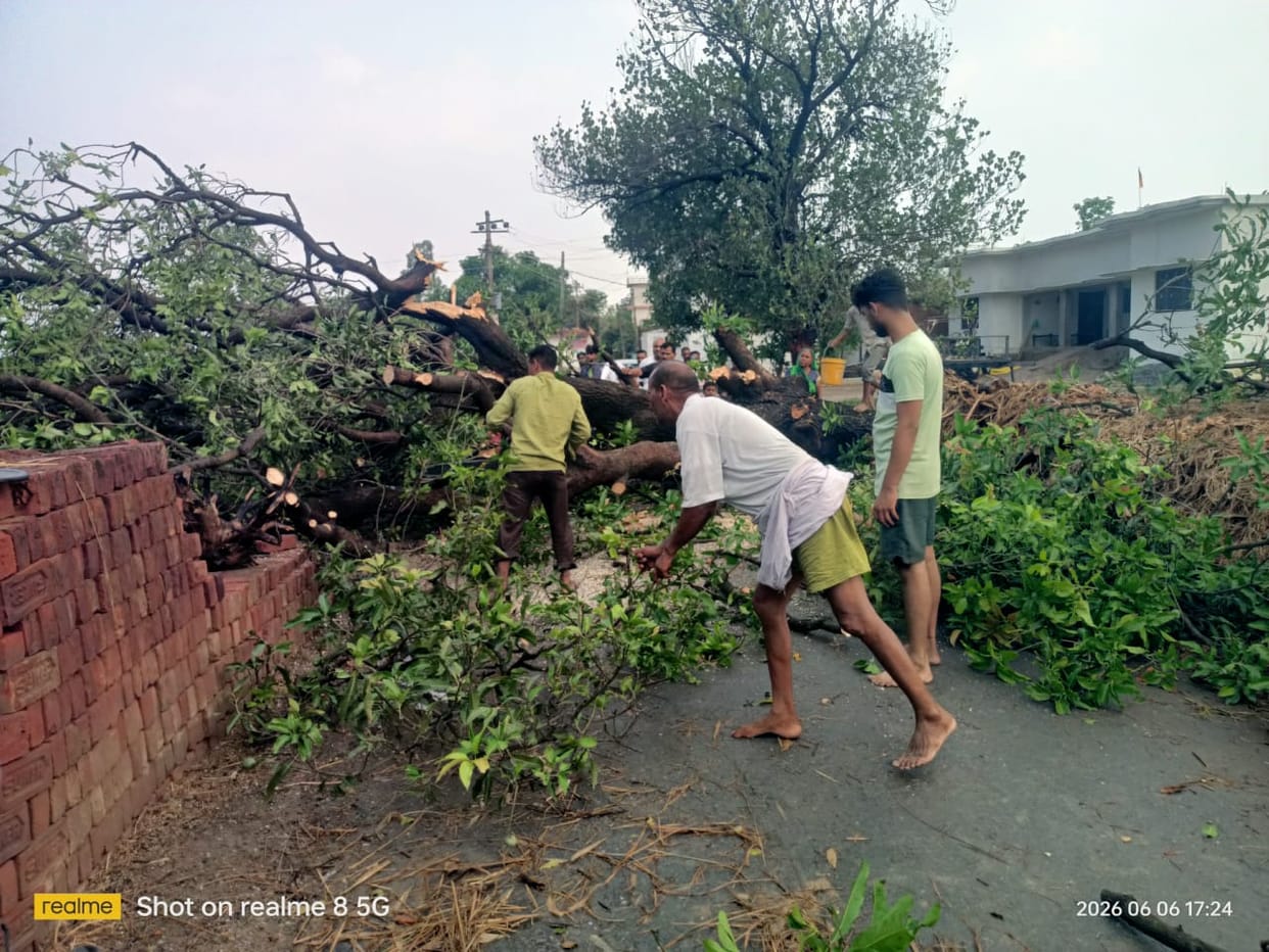 Many poles and trees fell in the storm, tin sheds were also blown away.
