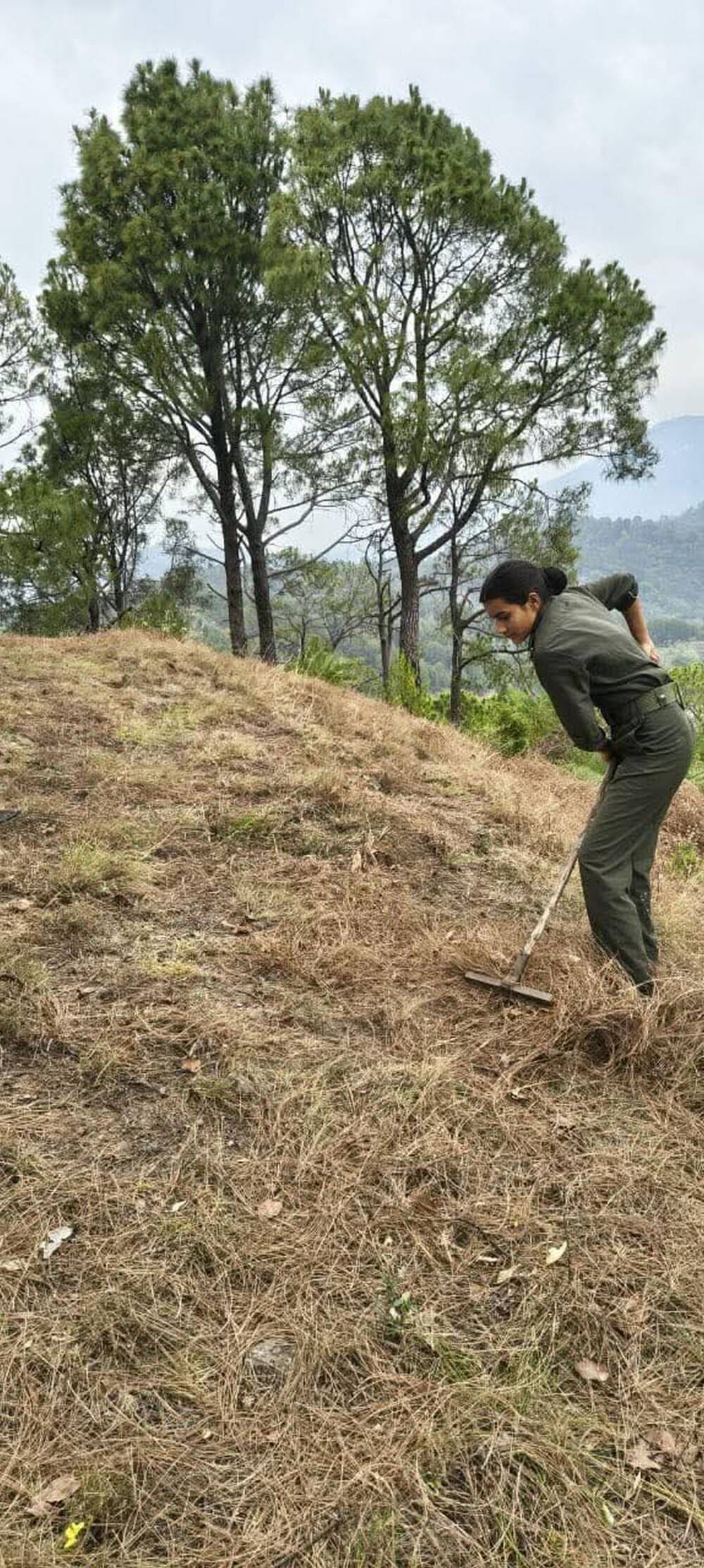 Pine leaves being removed from Dalhousie forests