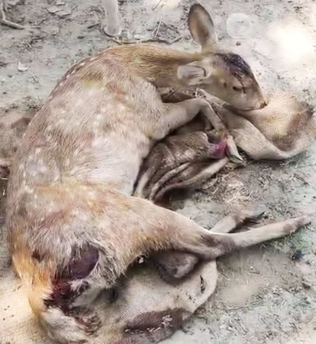 Deer injured in vehicle collision
