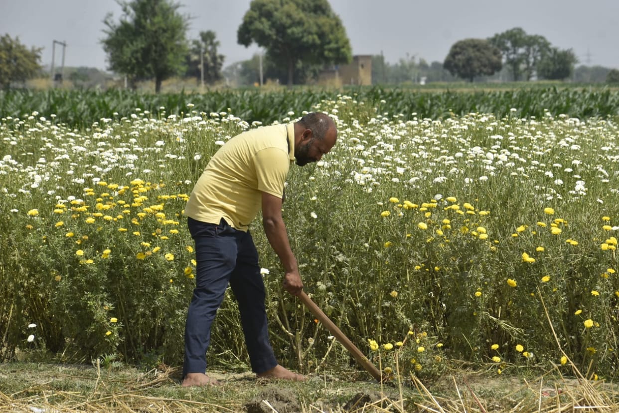 mainpuri news genda farming