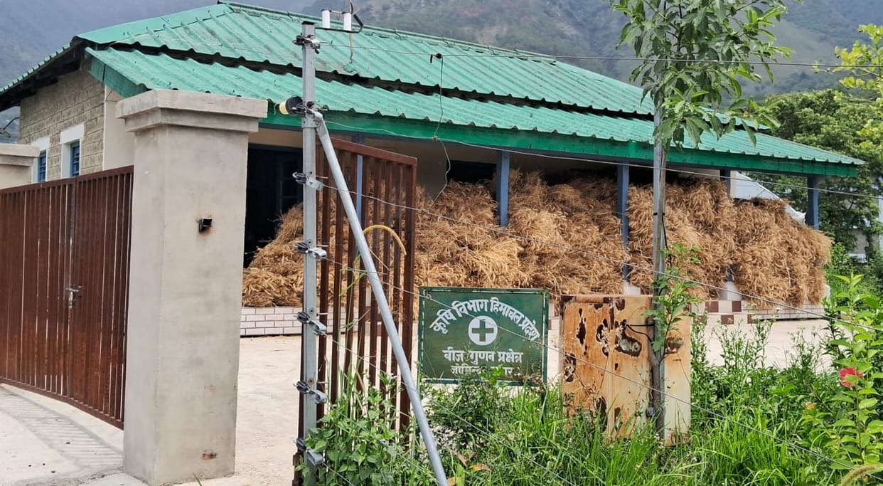80 quintals of Bansi variety wheat seeds prepared through natural farming