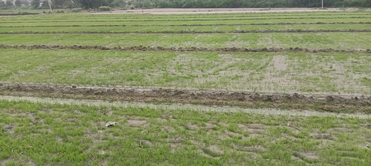 Farmers are busy preparing paddy in the scorching heat, weather poses a challenge