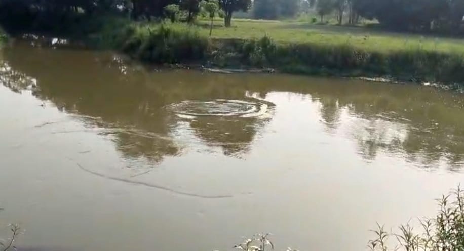 Forest department is not alert for the protection of dolphins