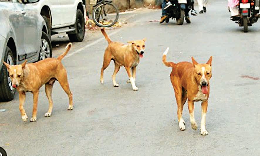कुत्तों का झुंड।