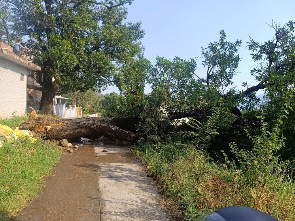 A mango tree fell on the road between Putarghar and the BSNL office.