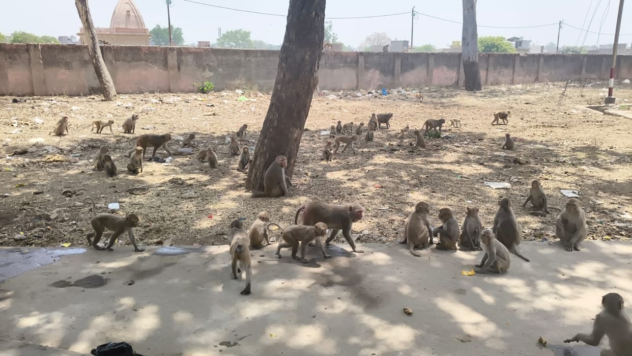 The Monkey Menace: Complacency Persists Despite Accidents
