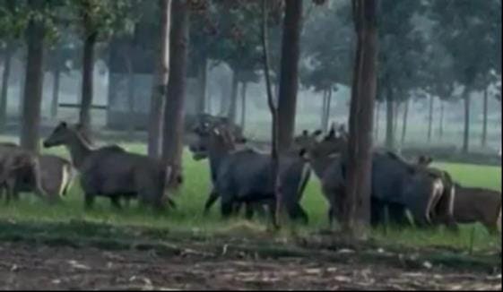 Stray animals grazing in fields; department turns a blind eye.