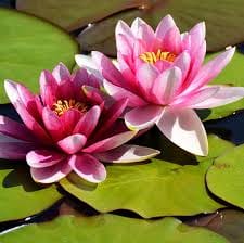 2,000 lotus flowers will enhance the beauty of the lakes.
