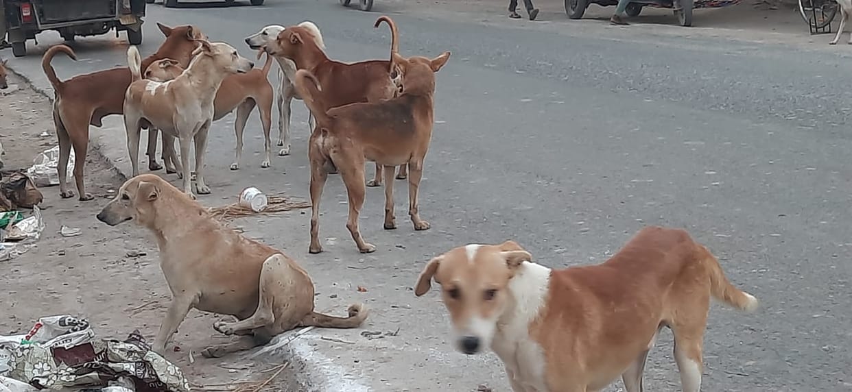 Shelter homes have not been built even after seven months; the number of dogs in the municipal bodies remains unknown.