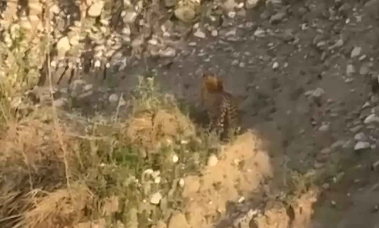 Leopard hunts animals, villagers in fear