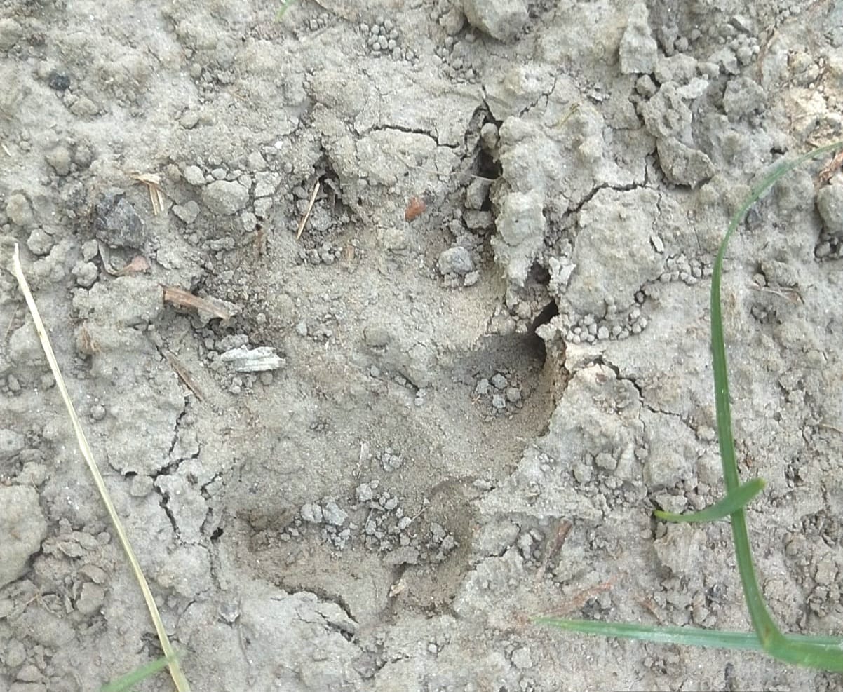 Leopard arrives in Danatpur, villagers panic