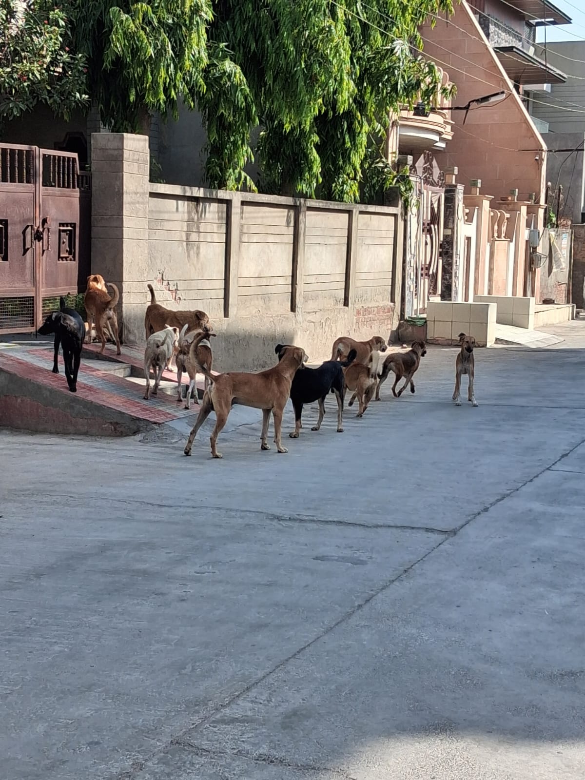 Fear of stray dogs in the streets of Dabwali... children and the elderly find it difficult to leave their homes