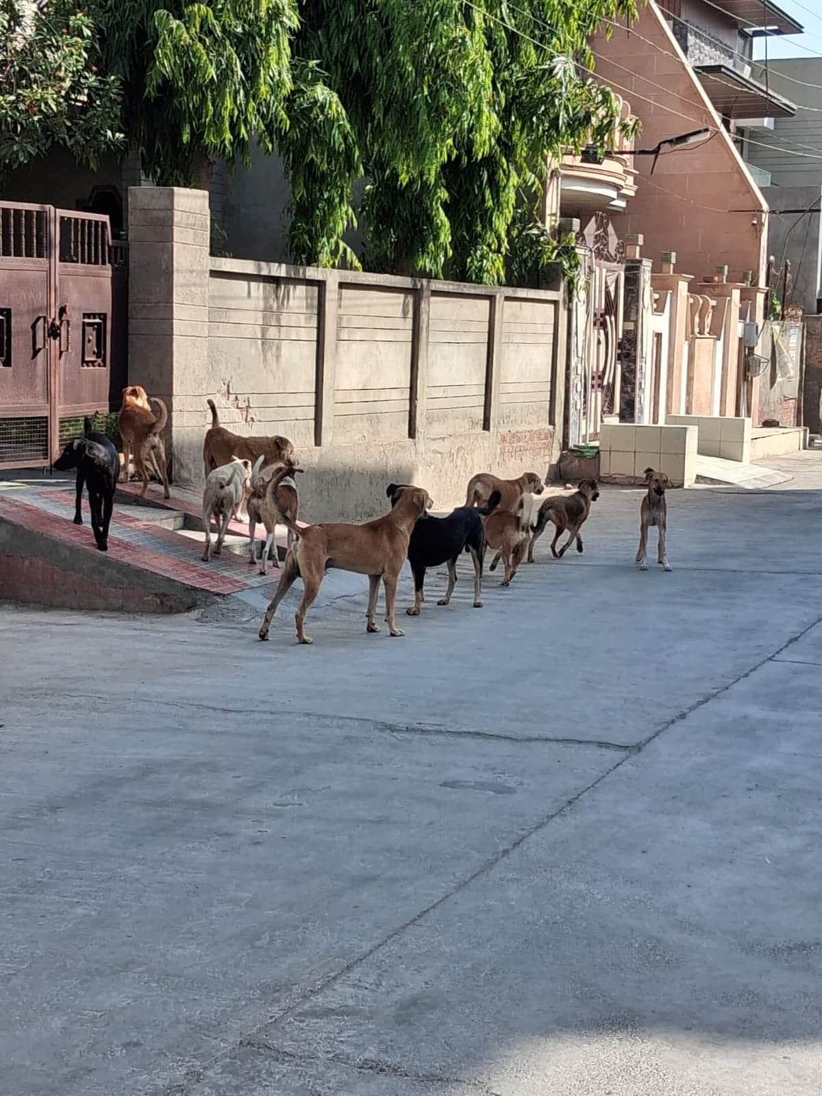 डबवाली की गली में कुत्ता का झुंड। 
