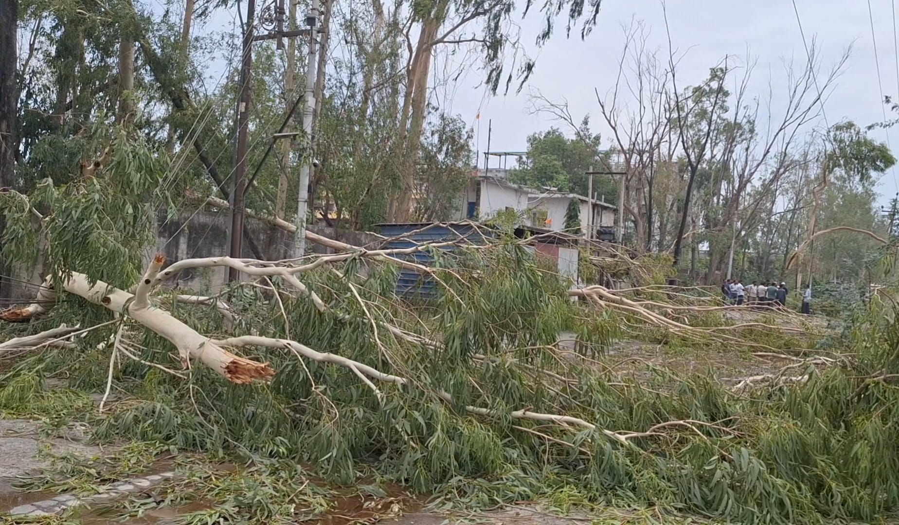 Over 200 electricity poles toppled 13 transformers damaged 260 trees uprooted in Storm