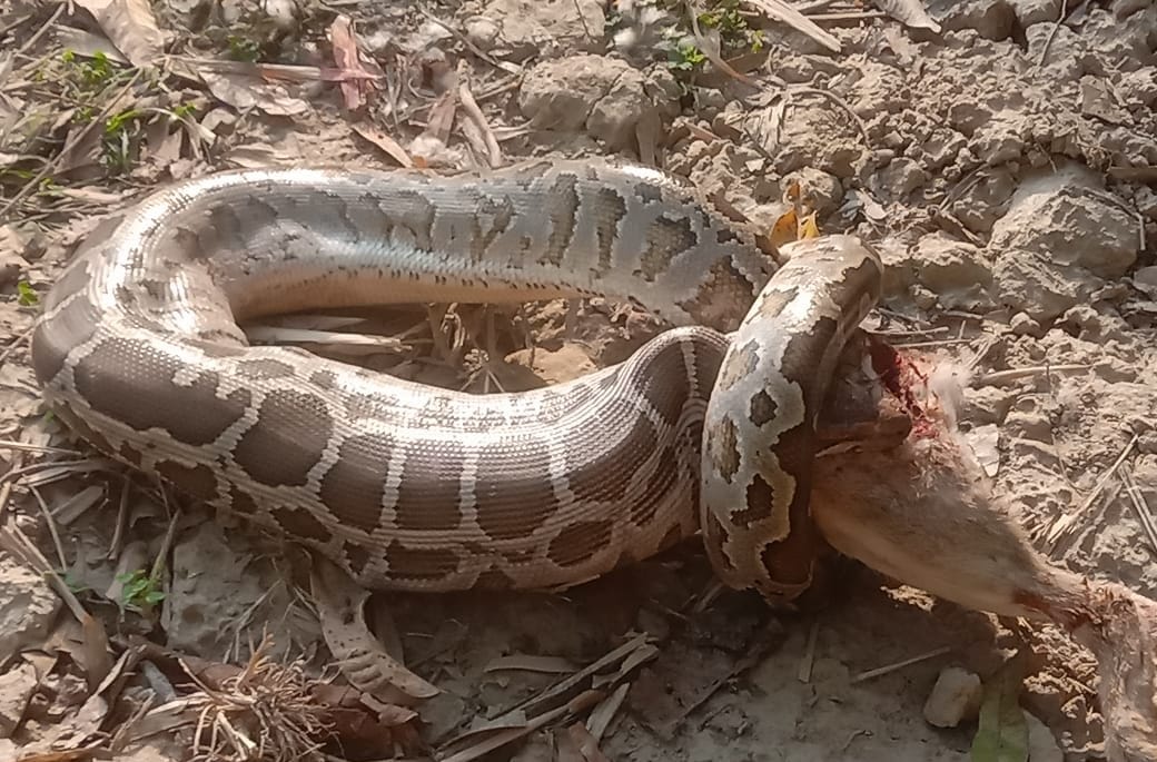 15-foot-long python swallowing rabbit rescued