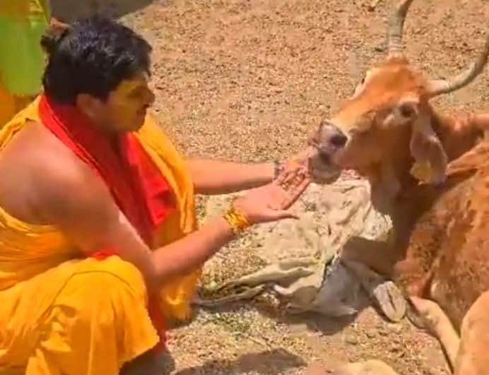 फोटो-39- गोशाला में दयनीय स्थिति में मिले गोवंश को गुड़ खिलाते कथा वाचक अवनीश मिश्रा। स्रोत: 