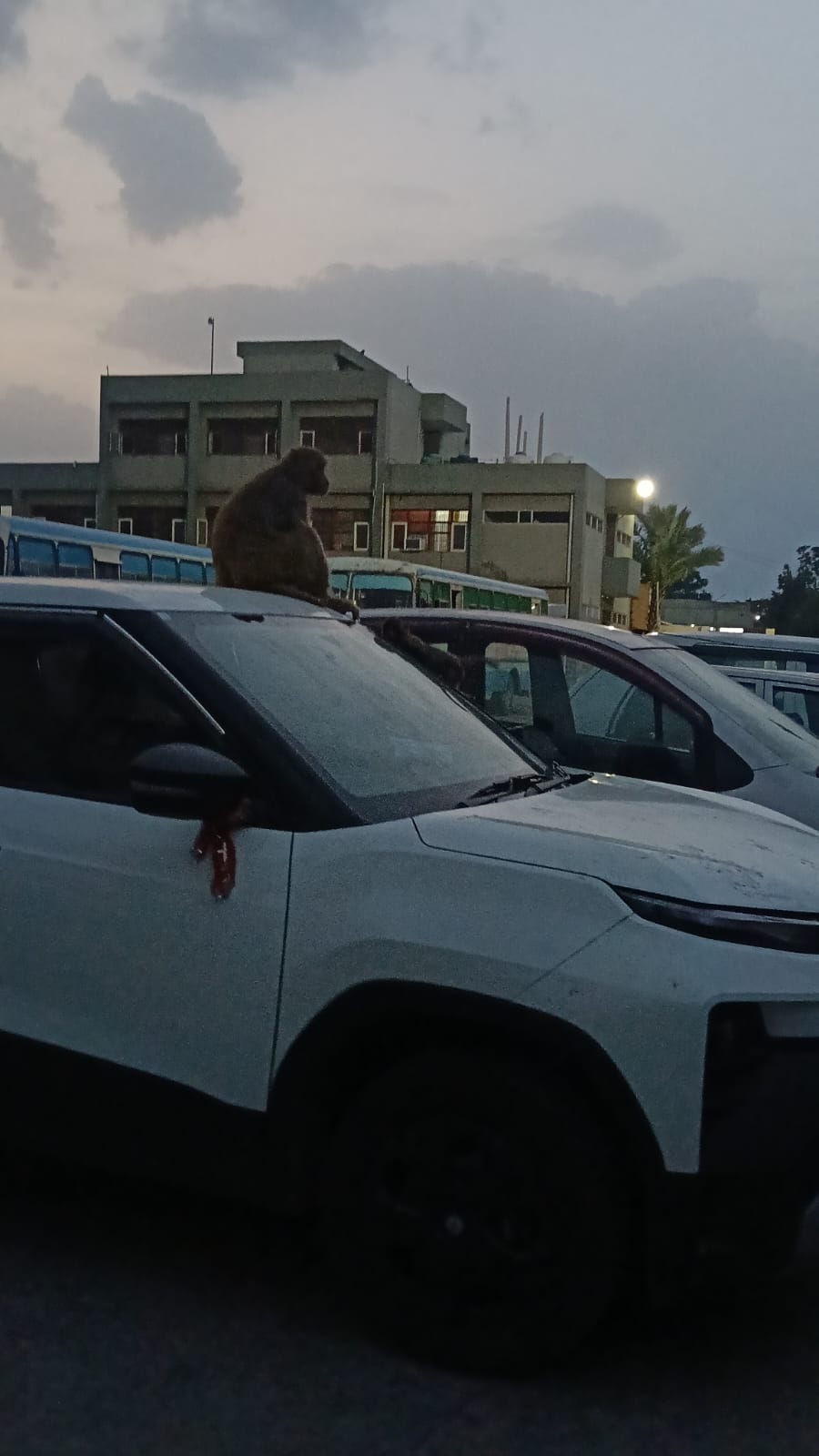 Monkeys swarm at new bus stand, causing trouble for commuters