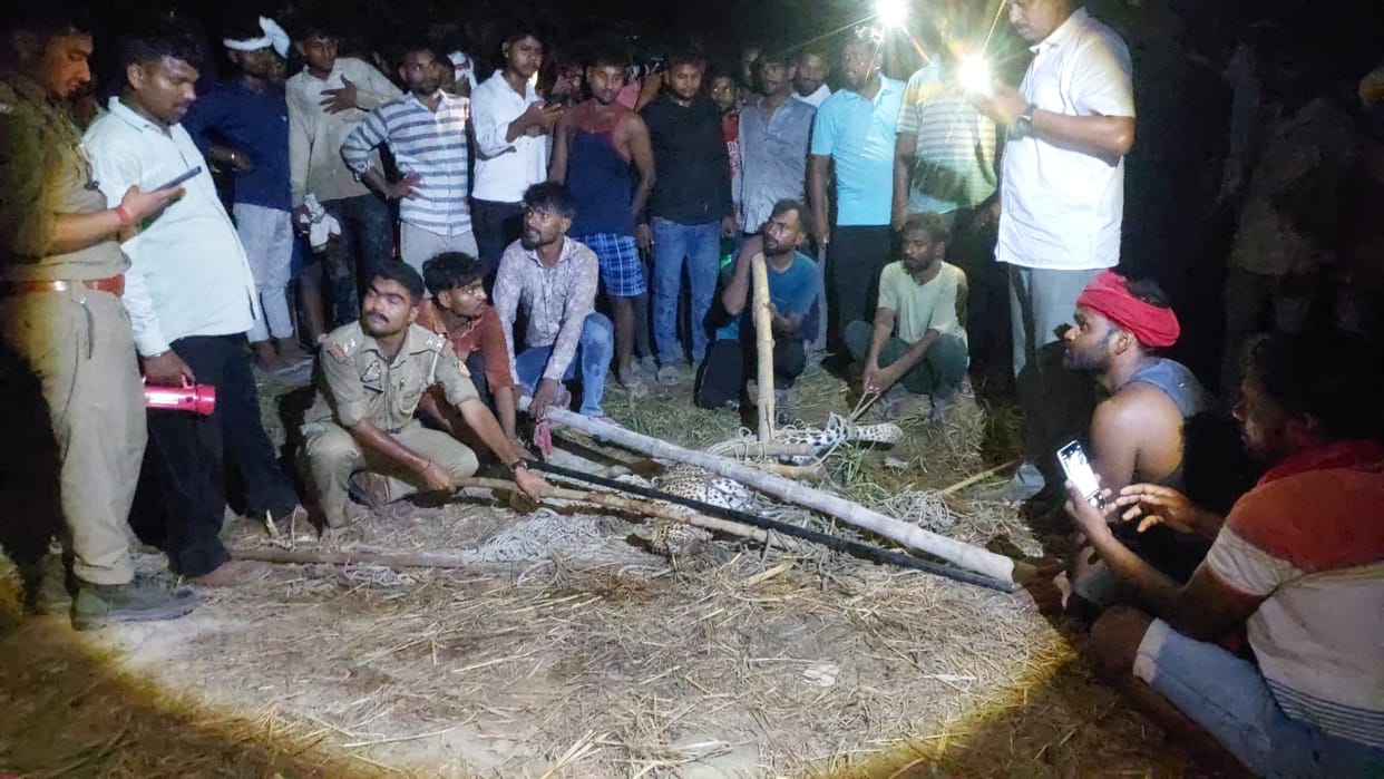 Villagers caught a leopard hiding in the bushes