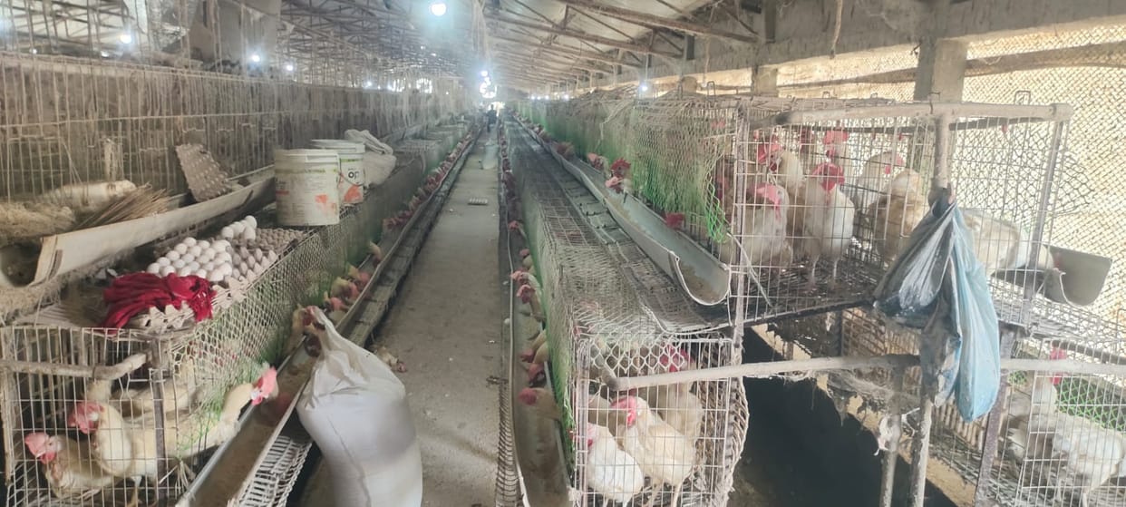 Poultry farm operators in Nepal are cautious about bird flu, while the administration is being lax.