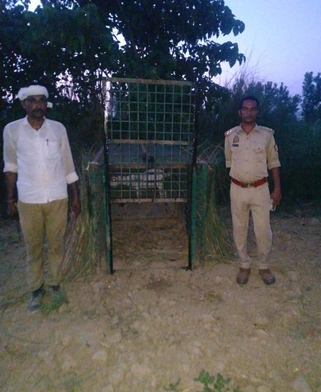 The forest department laid a trap in search of the leopard in the Saryu basin.