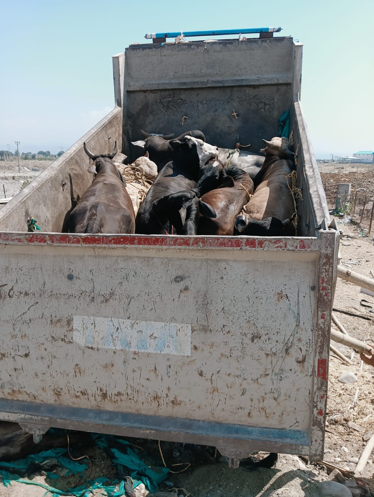 Cattle smuggling attempt foiled, nine cattle rescued