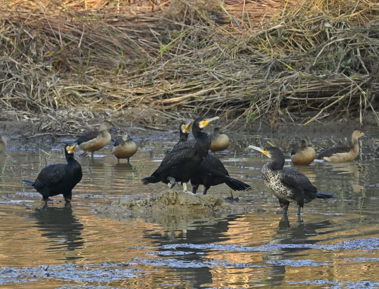 Dudhwa on high alert after bird flu outbreak in Nepal