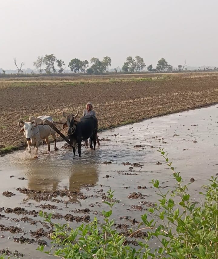Water released into the distributary; farmers busy preparing their fields.