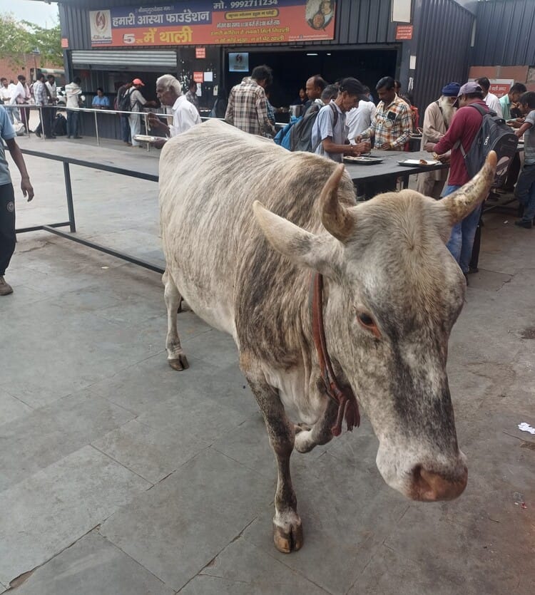 Stray cattle and stray dogs pose a problem at the bus stand.