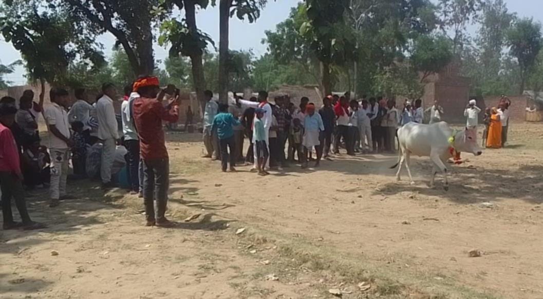 On the sixth day also, the cow circumambulates the field.