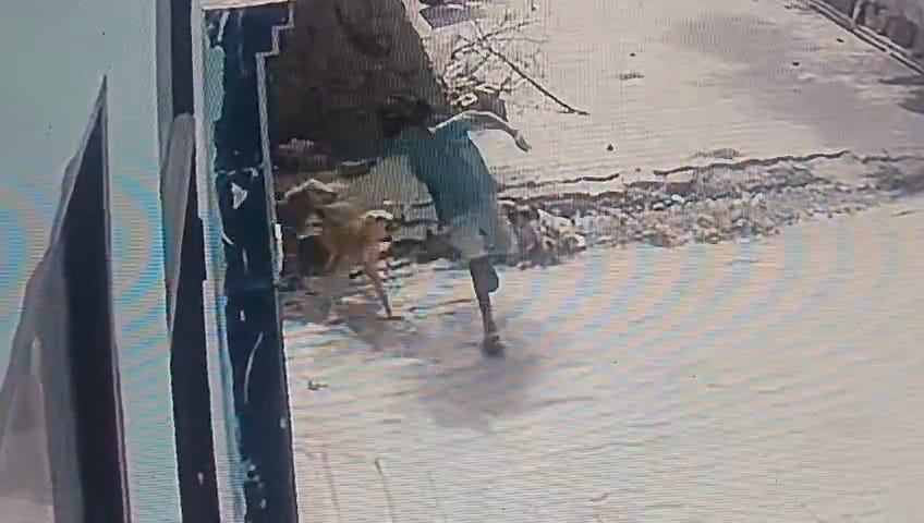 Three dogs tried to bite an innocent girl, but she escaped by entering her house.