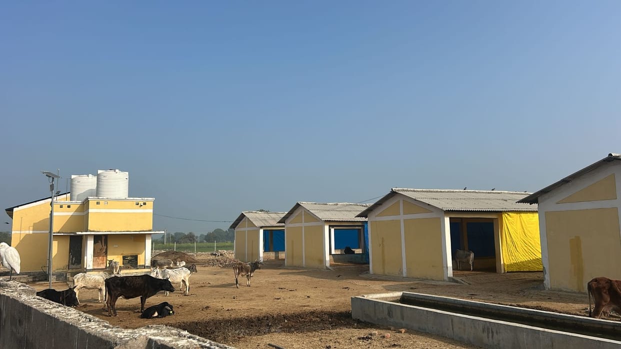 Like Khanpur, the committee will improve three cow shelters in the district.