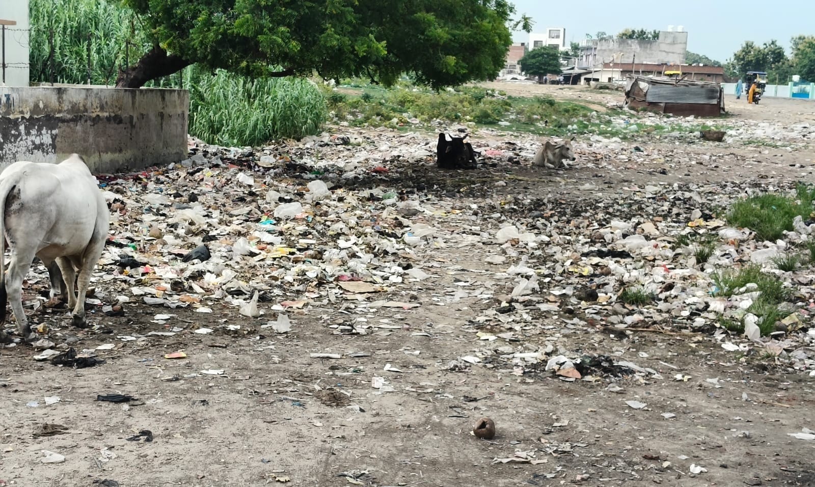 फोटो-4-बलरामपुर के महरागंज तराई में फैली गंदगी ।-संवाद