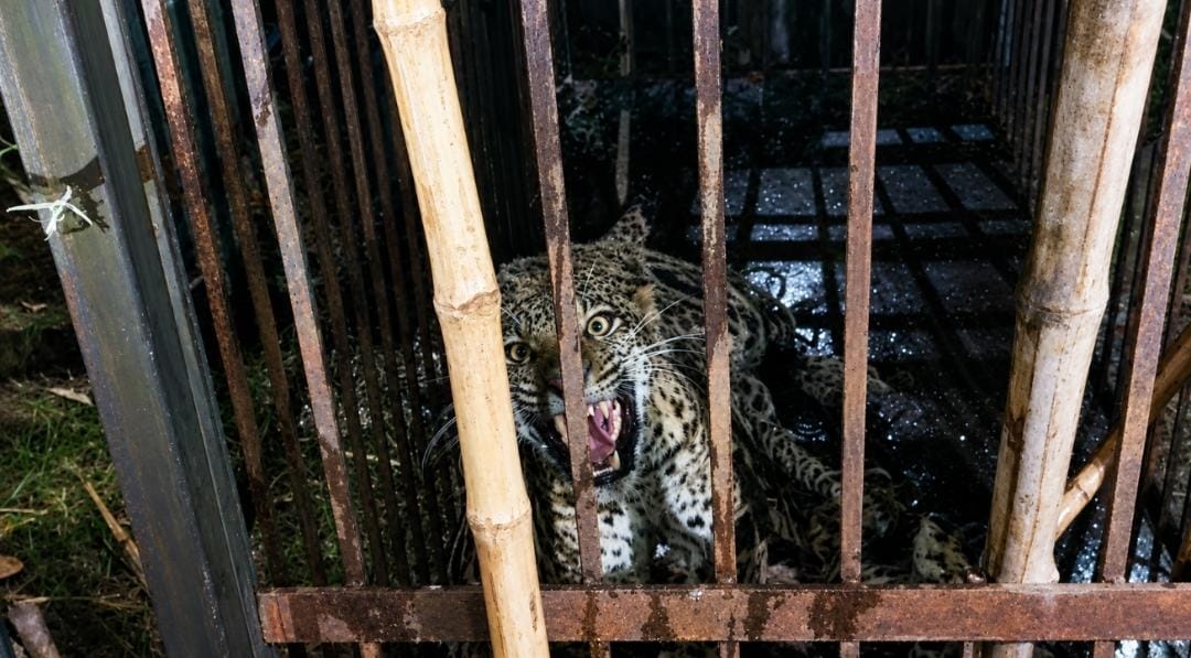 The captured leopard will be released in the Sohelwa forest
