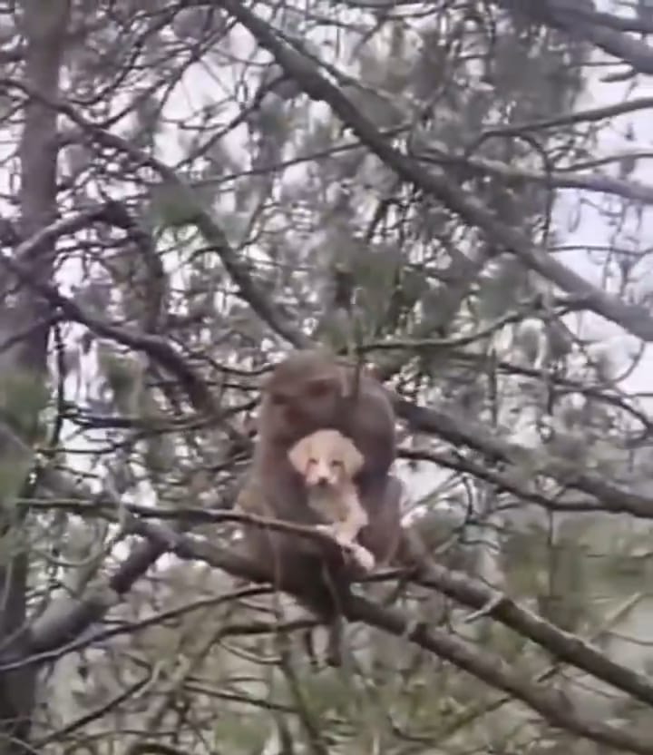 In Rewalsar, a monkey picked up a puppy and climbed up a tree with it.