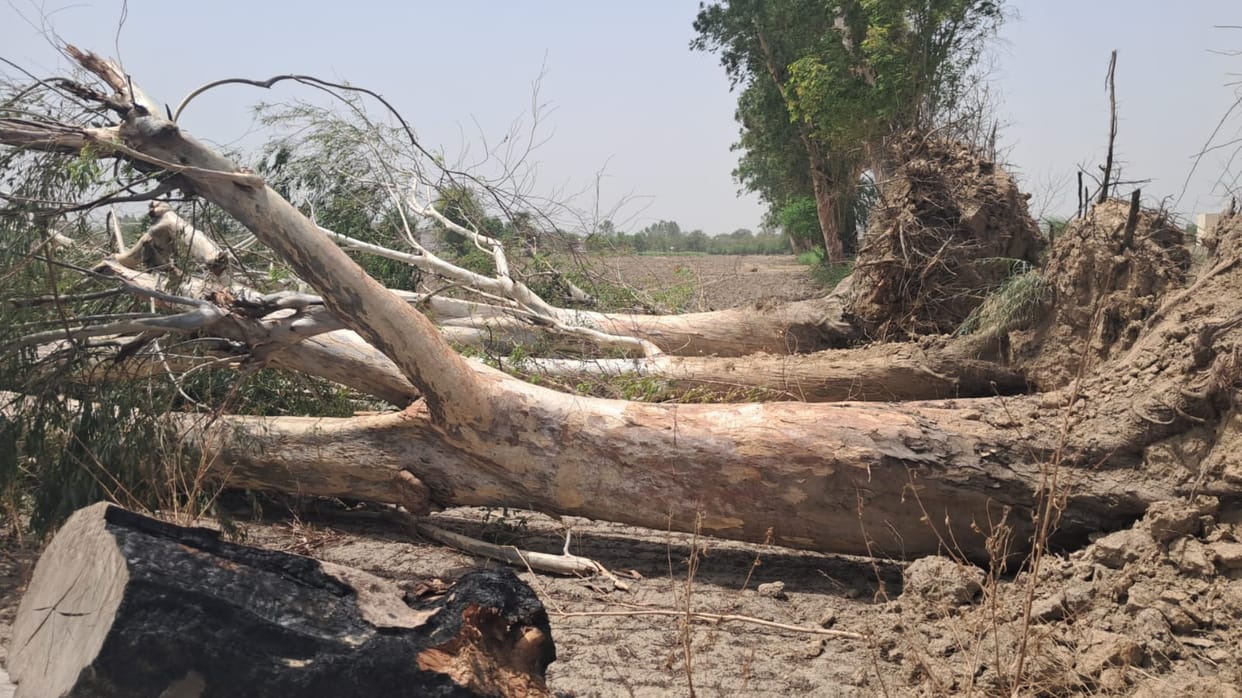 76 transformers were damaged, 321 poles were broken and 200 trees felled in the storm.
