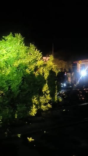 Mango tree falls on OHE line during storm; train movement halted for three hours.